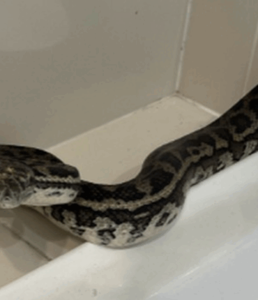 Serpents dans votre intérieur : ce meuble précis qu’ils choisissent pour se dissimuler quand il fait très chaud