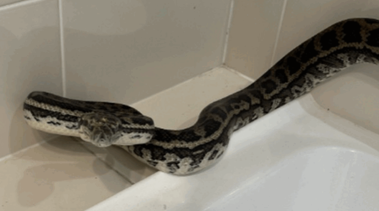 Serpents dans votre intérieur : ce meuble précis qu’ils choisissent pour se dissimuler quand il fait très chaud