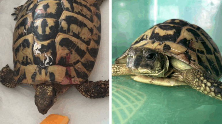 Pierrette la tortue, jetée à la poubelle, recueillie in extremis par l’agent du centre de tri de Rouen