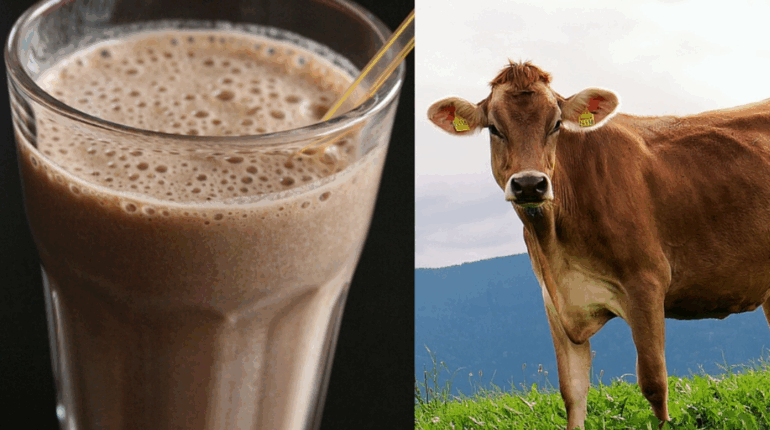 Est-ce que 16 millions d’Américains croient vraiment que le lait chocolaté vient des vaches marrons ?