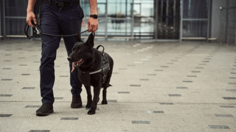 À l’aéroport, le chien policier s’attardait sur une femme enceinte jusqu’à ce qu’il découvre l’impensable