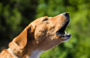 Chien du voisin qui aboie : que faire et quels sont vos droits ?