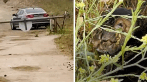 Elle abandonne son chat en pleine nature avant de s’enfuir en voiture, sous les yeux d’une randonneuse