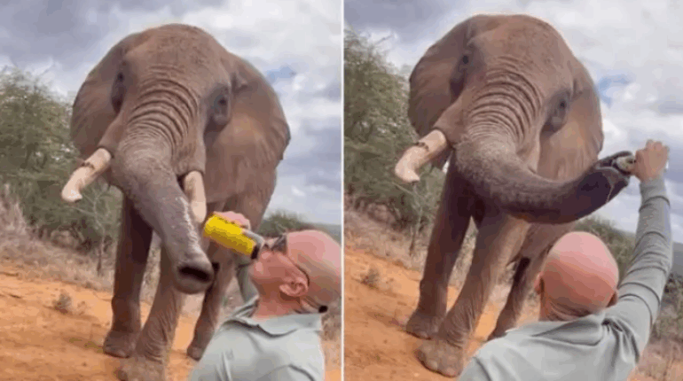 Un touriste fait boire de la bière à un éléphant, la vidéo fait enrager les internautes