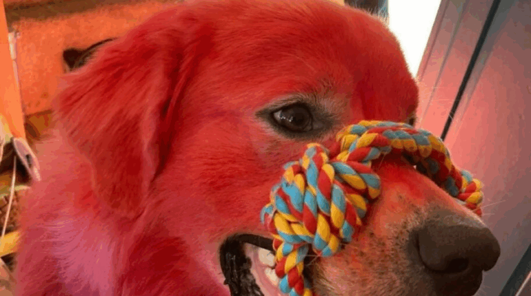 La raison pour laquelle cette femme a teint le pelage de son chien en rouge vous brisera le cœur