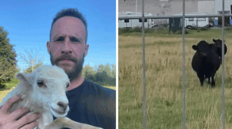 Belgique : un agriculteur utilise un taureau pour déloger les gens du voyage