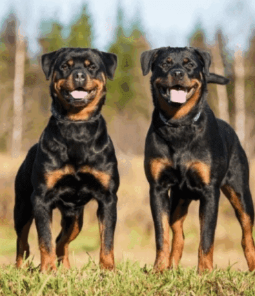 Seine-et-Marne : Elle perd ses deux bras en sauvant sa fille d’une attaque de leur rottweiler