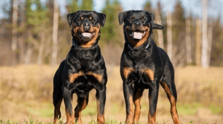 Seine-et-Marne : Elle perd ses deux bras en sauvant sa fille d’une attaque de leur rottweiler