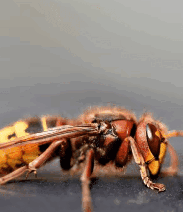 « Ce sont des tueurs, et pas seulement d’abeilles… » Un homme meurt piqué par des frelons asiatiques alors qu’il était en train de jardiner