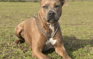 Haute-Garonne : Un chien attaque trois personnes dont une fillette, une voisine le…