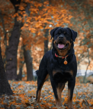 La nounou part faire la sieste, ses deux chiens attaquent et tuent un petit garçon de 2 ans