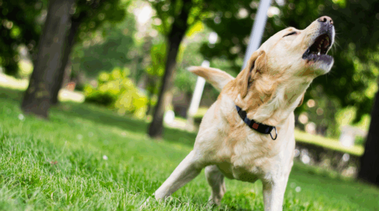 Excédé par les aboiements incessants du chien de votre voisin? Ce que vous pouvez faire
