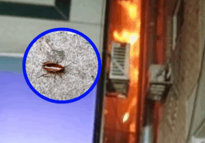 Terrifiée par un insecte, elle pose un geste irréfléchi : l’immeuble s’embrase, une voisine perd la vie… Terrifiée par un insecte, elle pose un geste irréfléchi : l’immeuble s’embrase, une voisine perd la vie…