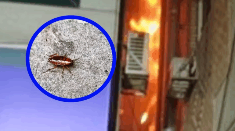 Terrifiée par un insecte, elle pose un geste irréfléchi : l’immeuble s’embrase, une voisine perd la vie…