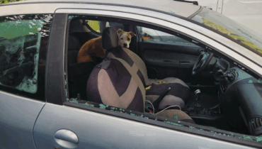 Marseille : Une chienne enfermée sans eau ni nourriture dans une voiture délivrée par la police