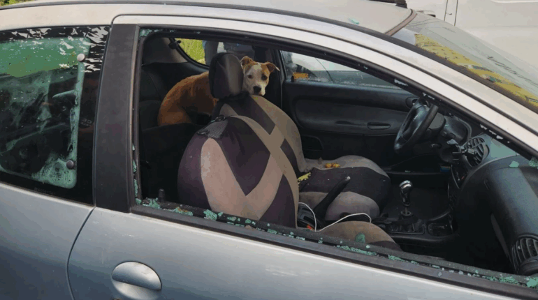 Marseille : Une chienne enfermée sans eau ni nourriture dans une voiture délivrée par la police