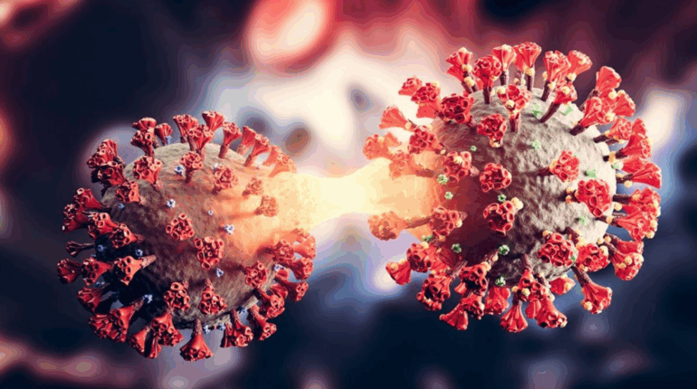 Un nouveau virus proche du Covid-19 découvert chez les chauves-souris : les scientifiques inquiets