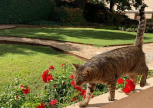 Gironde : il abat le chat de sa voisine parce qu’il entrait dans son jardin