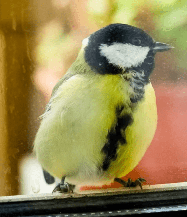 Quand une mésange cogne à la fenêtre, un signal d’alerte à ne pas négliger