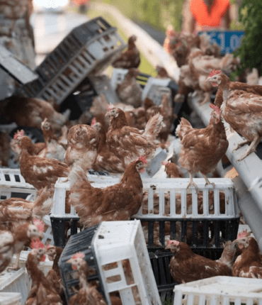 Marne : Des milliers de poulets renversés sur l’autoroute A26