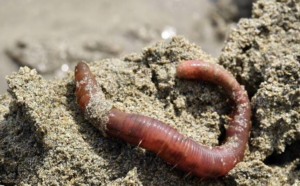 Incendie de Crans-Montana en Suisse : et si cette technologie bretonne était utilisée pour soigner les blessés ?