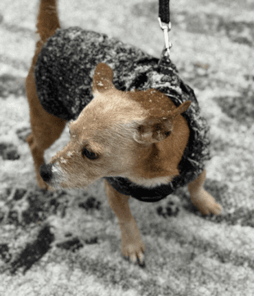 Plusieurs chiens électrocutés sur un trottoir en plein Paris