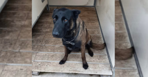 Vive émotion après la mort du chien policier Dino, lors des incidents en marge du match contre l’OL