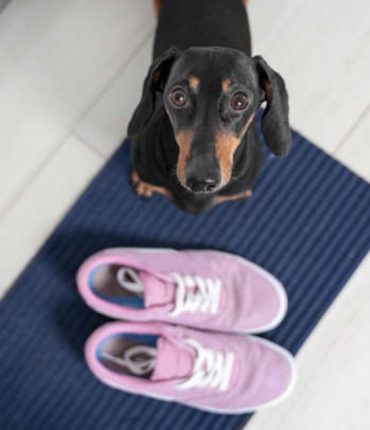 Leur fille décède dans un accident de voiture. Quelques jours après, leur chien leur rapporte le vêtement qu&rsquo;elle portait le jour du drame