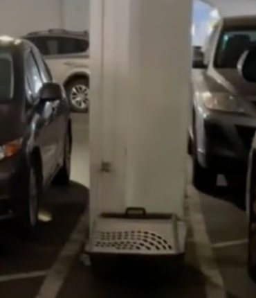 Elle ouvre une cage abandonnée dans un parking et découvre 6 paires d&rsquo;yeux fixées sur elle