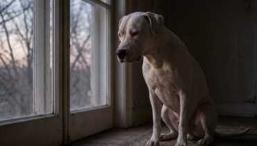 Un simple aboiement, un geste fatal : le triste destin de Tina, victime d’un conflit de voisinage Un simple aboiement, un geste fatal : le triste destin de Tina, victime d’un conflit de voisinage