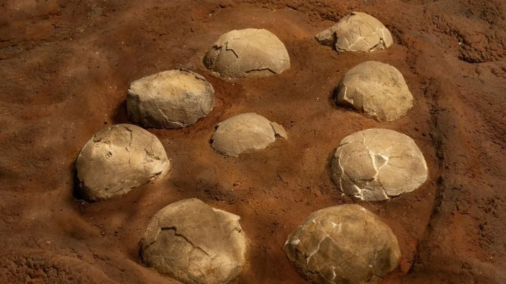 552 œufs de dinosaures découverts en Provence : une trouvaille exceptionnelle
