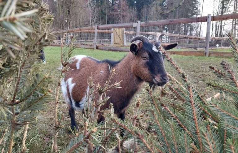 des chèvres et une agnelle (1)