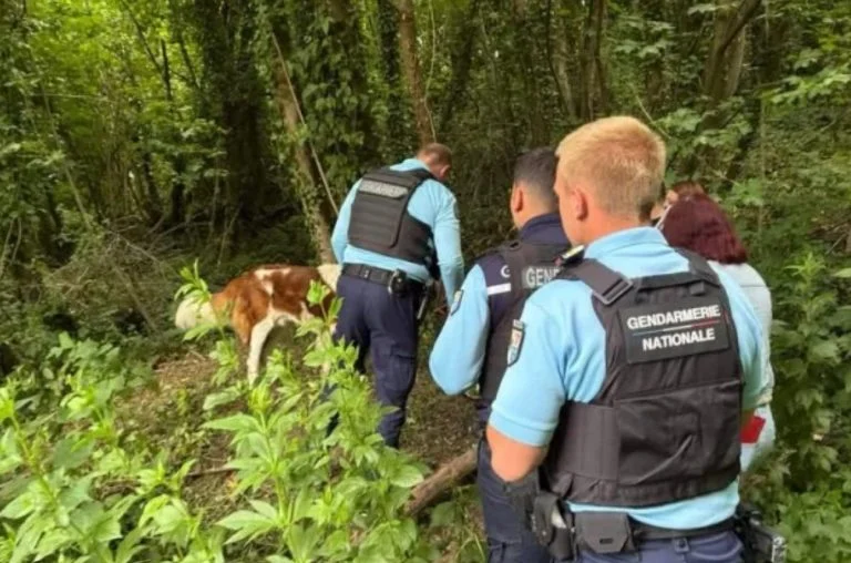 un chien dans un bois du Pas-de-Calais (2)