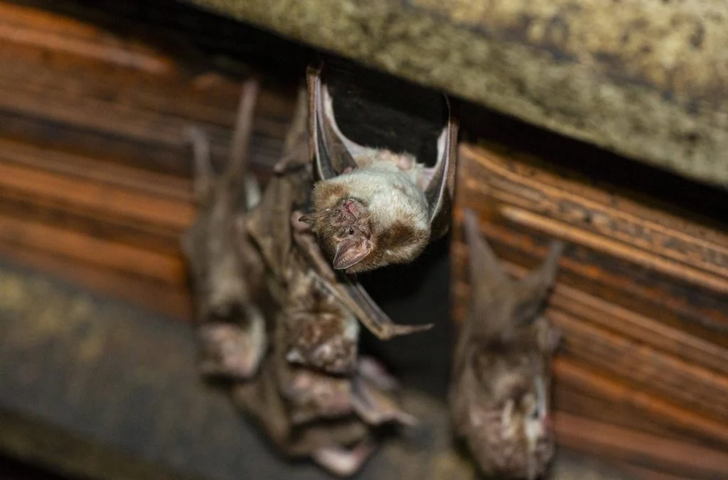 Le client se fait mordre par une chauve-souris dans sa chambre d’hôtel (1) Le client se fait mordre par une chauve-souris dans sa chambre d’hôtel (1)