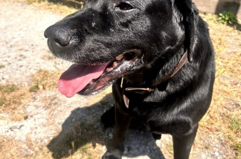 chiens sont enfermés dans un camion (1)