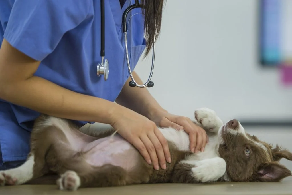 Vers chez chiens et chats: les risques réels pour toute la famille