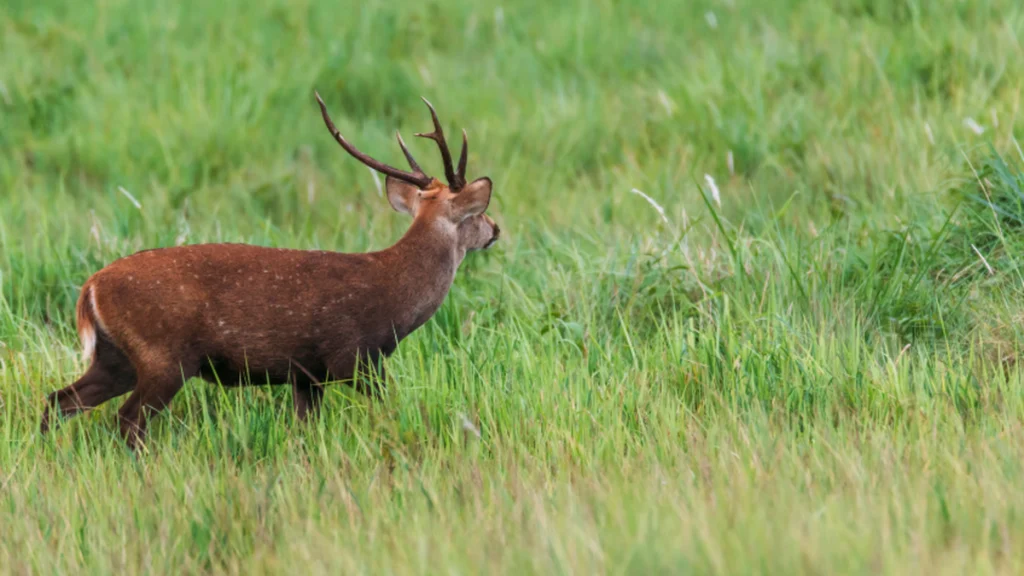 Il tire sur ce qu&rsquo;il croit être un cerf et abat un cheval