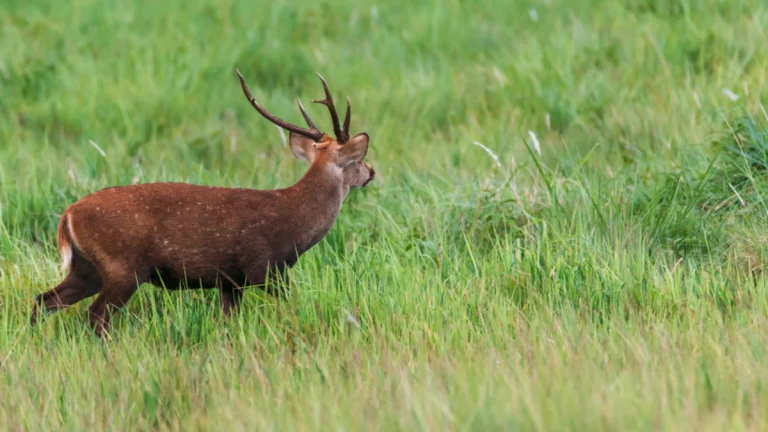 il-tire-sur-ce-qu-il-croit-etre-un-cerf-et-abat-un cover