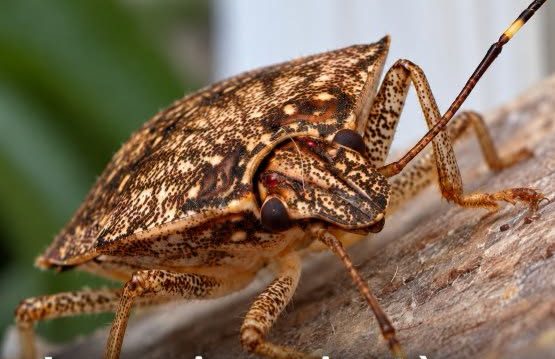 Punaises à l'automne: des gestes simples pour protéger la maison cover