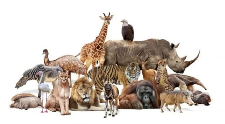 test-d-image-sept-animaux-sept-traits-de-caractere cover